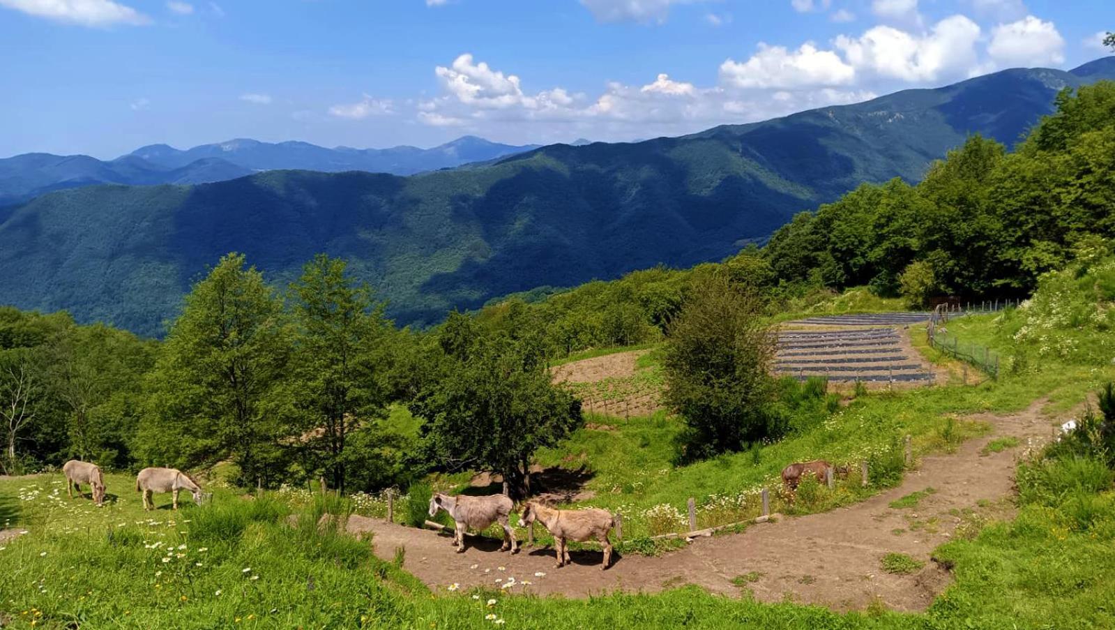 Terra Del Bosco Agriturismo Sesta Godano 외부 사진