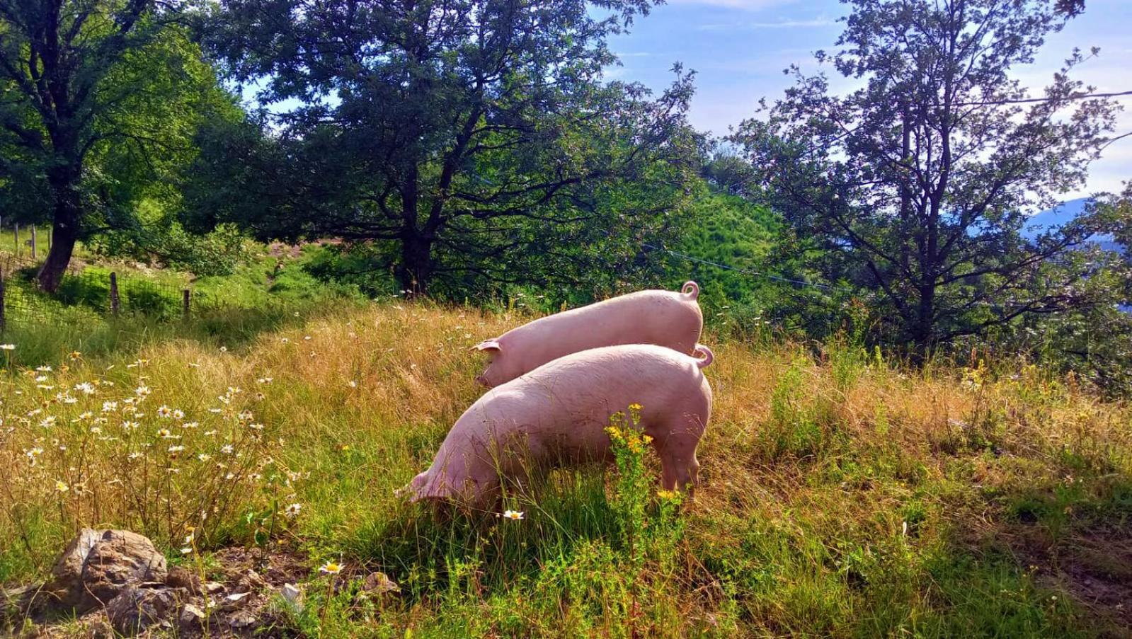 Terra Del Bosco Agriturismo Sesta Godano 외부 사진